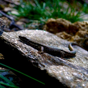 Lézard sur une pierre - France  - collection de photos clin d'oeil, catégorie animaux